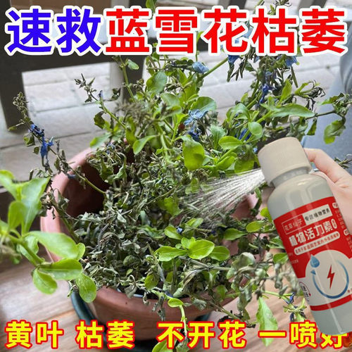 一喷爆盆】蓝雪花营养液专用肥专治黄叶枯萎不开花催苞促花延花期
