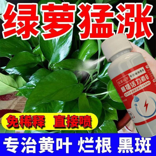 绿萝营养液专用烂根催芽免稀释新型通用浓缩植物形再生剂营养液