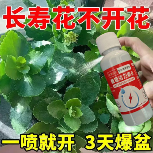 花肥营养液长寿花营养液专用促生长发芽防黄叶卷叶烂叶植物再生剂