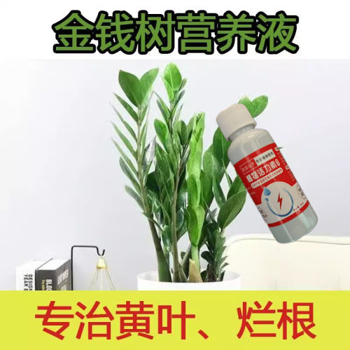 【叶枯急救】幸福树营养液防枯枝落叶促新芽生根壮苗免稀释专用肥