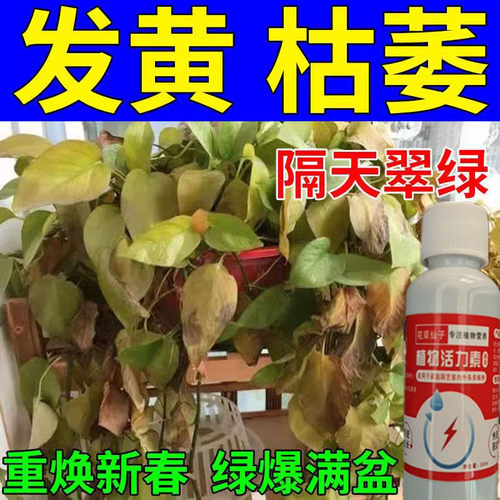 绿萝营养液水培肥料专用黄叶烂根催新芽叶面肥免稀释家用