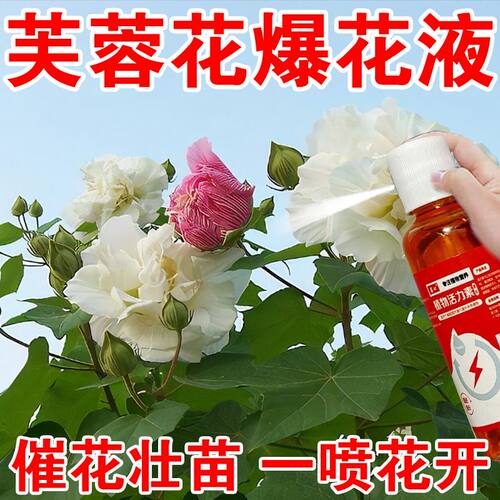 花开不断】芙蓉花营养液通用型促开花增花苞防掉苞防黄叶延长花期