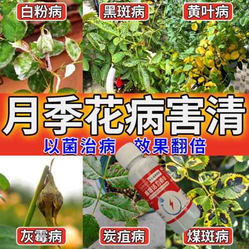 【爆花苞】月季玫瑰营养液防黄叶不开花催花爆花发新芽专用肥