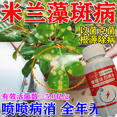 米兰花专用肥料叶子白斑白点发霉掉叶黄叶炭疽病专用营养液