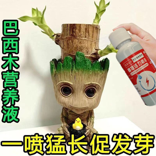 巴西木营养液水培植物专用生根液幸运木开花发芽肥料烂根发霉通用