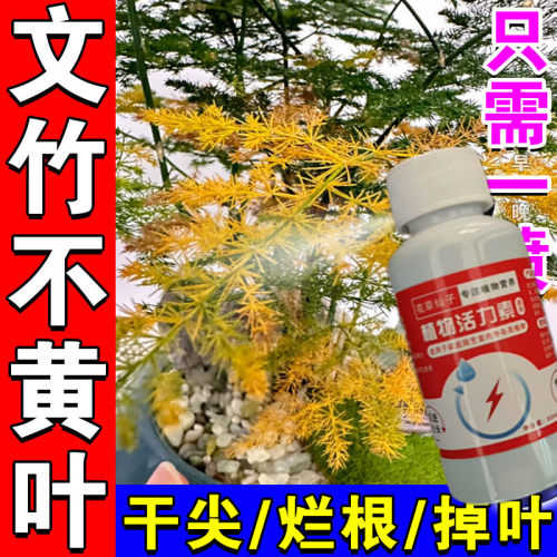 文竹专用营养液生发黄叶防脱花肥料促生长生根免稀释液体肥一喷绿