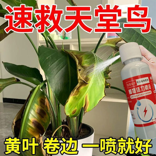 天堂鸟专用肥料黄叶卷边裂开营养液叶子发黄家用室内盆栽植物花肥