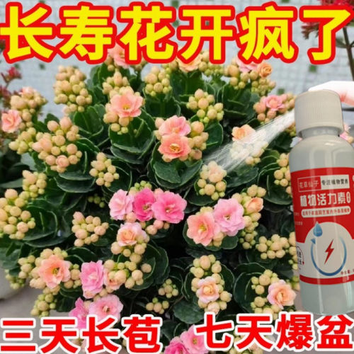 长寿花专用肥催花增蕾壮苗延长花期促开花通用型花肥防黄叶营养液