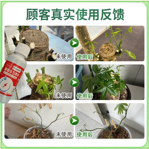 发财树肥料叶子枯黄掉叶斑病预防烂根腐病药发财树营养液室内专用