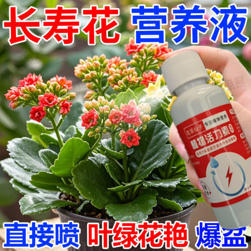 一喷爆花苞】长寿花专用肥营养液花多多促开花防黄叶增花蕾延花期