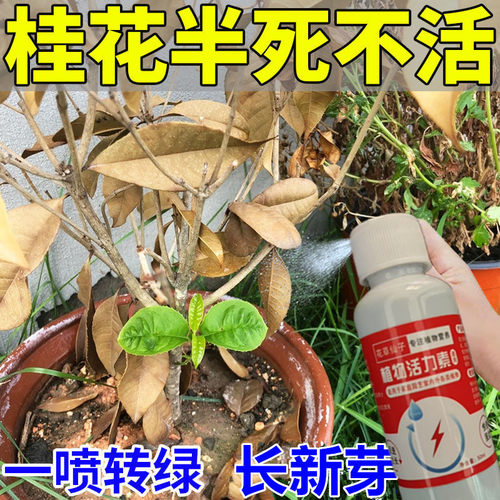 桂花树专用营养液促花爆花肥盆栽桂花树肥料专用肥黄叶干尖枯叶病