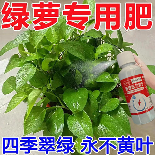 绿萝营养液免稀释通用型治黄叶水培土培花植物专用花肥料家用园艺