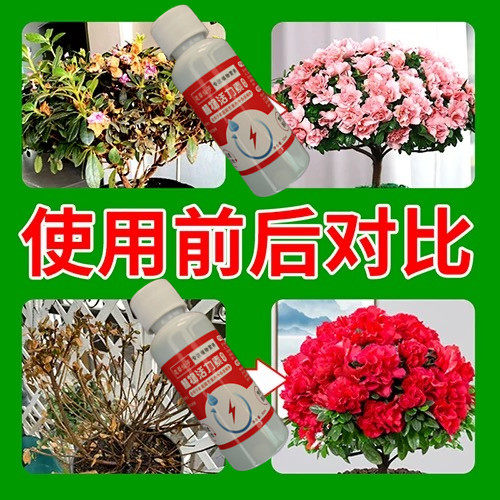 营养液植物通用型杜鹃花枯黄怎么办】杜鹃花专用营养液家用肥料黄