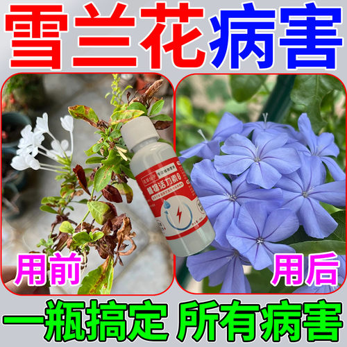 蓝雪花专用肥料病菌清杀菌剂枯萎爆花营养液尺蠖毛毛虫蓟马杀虫剂