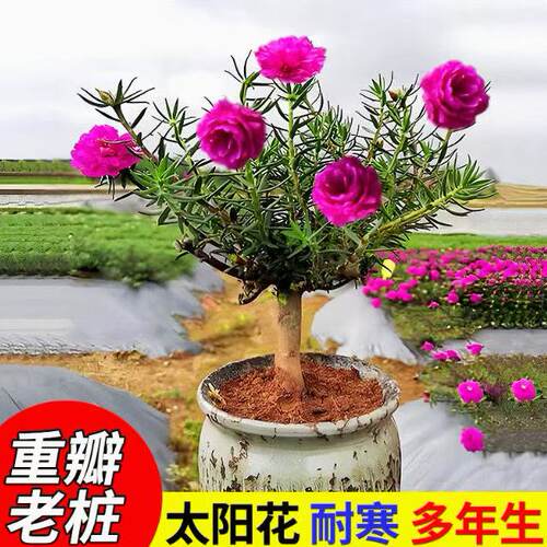 太阳花老桩盆栽重瓣大花玫红王阳台庭院花卉宿根耐寒植物多年生花