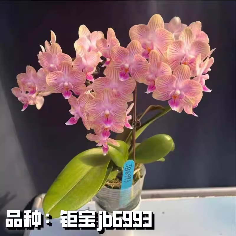 钜宝jb6993蝴蝶兰苗3.0寸半成熟苗带花剑虞美人好养活易繁殖室内