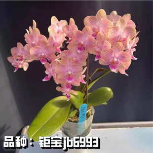 钜宝jb6993蝴蝶兰苗3.0寸半成熟苗带花剑虞美人好养活易繁殖室内