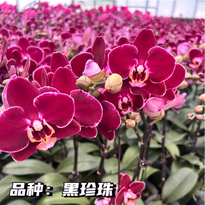 黑珍珠蝴蝶兰3.0寸半成熟苗