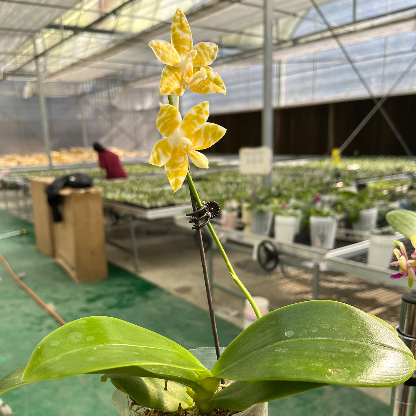 黄金斑马蝴蝶兰开花株黄花好养