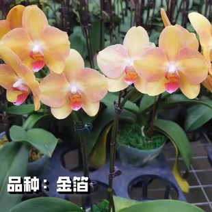 蝴蝶兰苗带花苞多花头室内盆栽花卉花期更长久大花苗带花剑乔迁