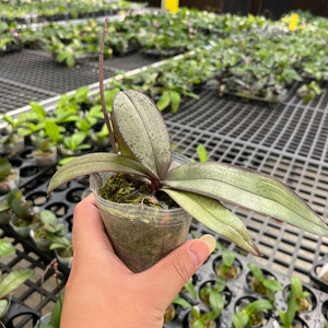 woyemeijianguo蝴蝶兰带花剑兰花苗好养易活桌面室内绿植多年生