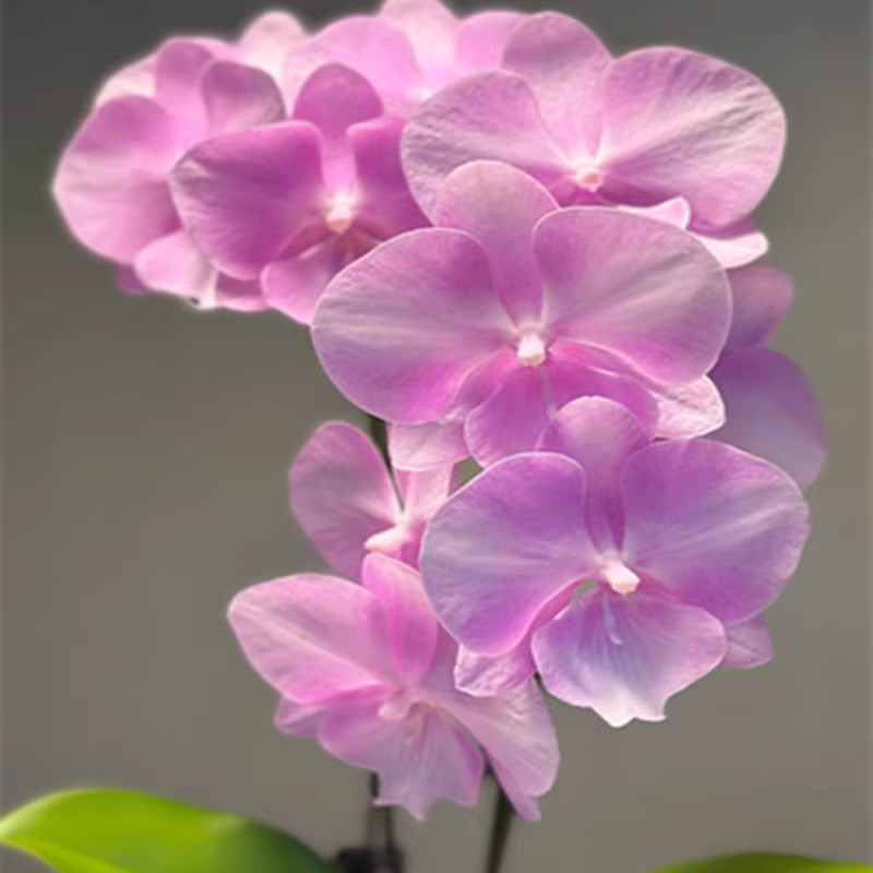 骑士蝴蝶兰苗3.0寸成熟苗带花剑耐阴室内花卉易繁殖粉红公主,鲜花速递/花卉仿真/绿植园艺,国兰/杂交兰/洋兰类,淘宝优惠券,粉丝福利购,淘宝优惠卷