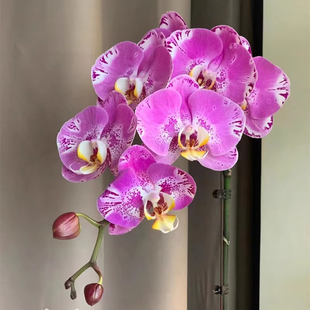 藏宝图 蝴蝶兰2.5寸碳棉新苗带花剑易养活室内绿植花卉乔迁易繁殖