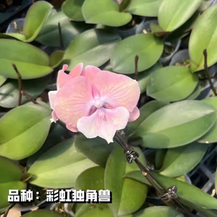 彩虹独角兽蝴蝶兰苗3.0寸半成熟苗带花剑单剑好养活花卉室内外