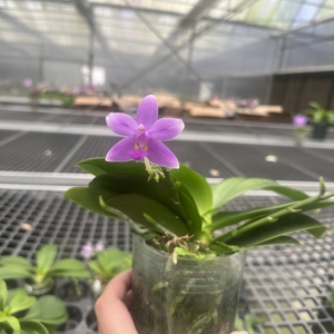 王子蓝眼睛蝴蝶兰带花苞易活