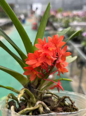 橙色鸟舌兰3.0杯兰花苗红花活苗好养植物多年生桌面花卉乔迁开业