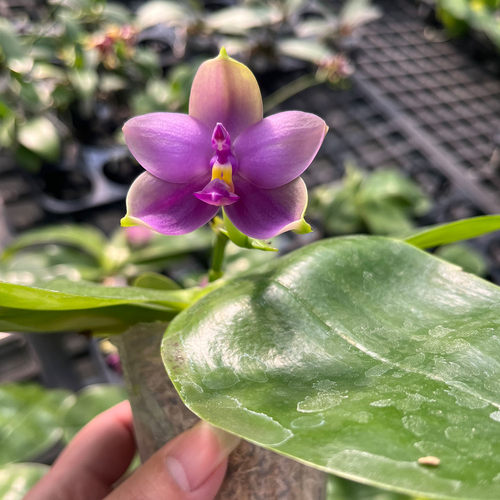 蓝莓狗蝴蝶兰四季开花易养