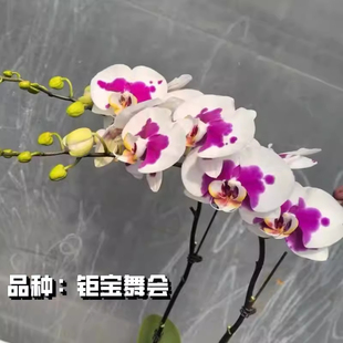 钜宝舞会蝴蝶兰苗3.0寸半成熟苗带花剑阳台耐阴花卉好养活易繁殖