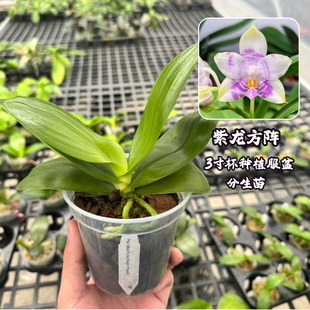 弥陀紫龙方阵洋兰分生苗3寸杯种植蝴蝶兰室内大盆栽四季常青花卉