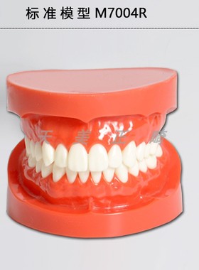 济宁星星标准牙齿模型牙科教学医患沟通红色 口腔材料饰品M7004R
