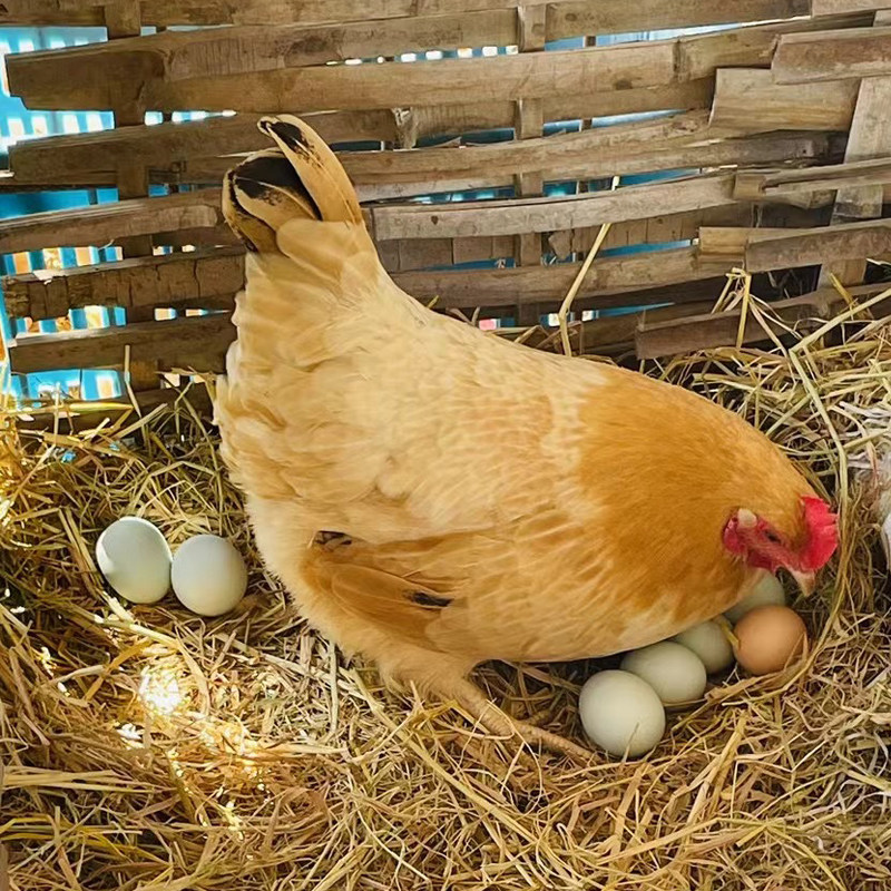 正宗山林散养真土鸡月子餐老母鸡走地鸡自然生长只喂五谷杂粮