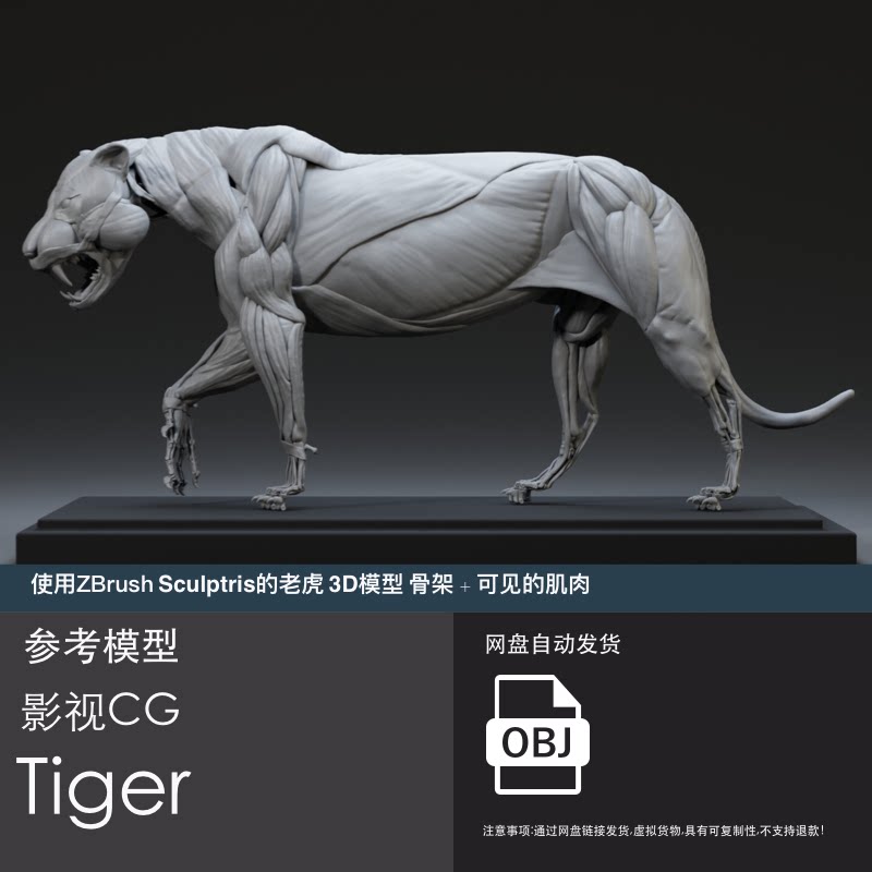 老虎骨架肌肉cg高模3d模型 blender basemesh zb