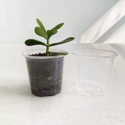 【方便观察根系】简约高透明塑料花盆透气多肉育苗盆便于蝴蝶兰盆