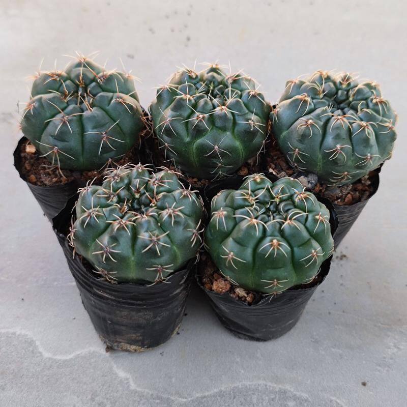 实生多肉植绯花玉会开花的仙人球多肉植物