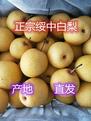 正宗东北绥中白梨辽宁白梨农民自产自销新鲜水果秋白梨