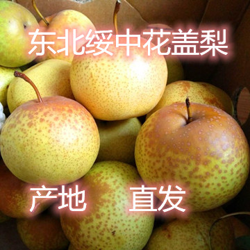辽宁绥中花盖梨产地发货新鲜酸甜秋梨可做冻梨