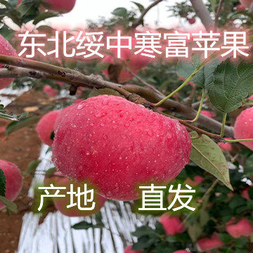 辽宁绥中寒富苹果大红苹果富士苹果脆甜酸自家果园现摘现发包邮