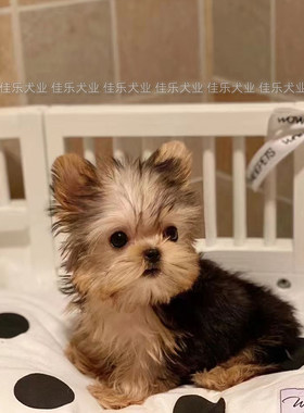 约克夏犬幼犬纯种活体茶杯犬金头银背宠物西施犬马尔济斯兰博基尼