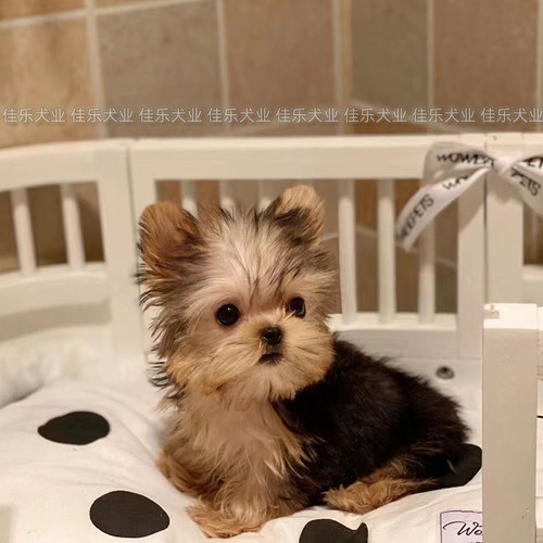 约克夏犬幼犬纯种活体茶杯犬金头银背宠物西施犬马尔济斯兰博基尼