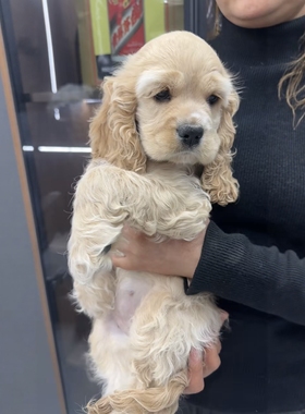 美卡幼犬纯种可卡宠物狗狗小型犬奶油色浅麦色大耳朵