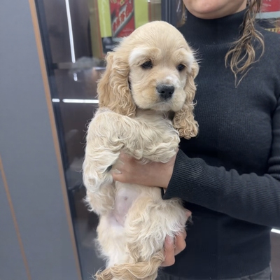 美卡幼犬纯种可卡宠物狗狗小型犬奶油色浅麦色大耳朵