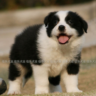 精品七白黑白边牧幼犬网红贝拉十一高智商犬种北京犬舍