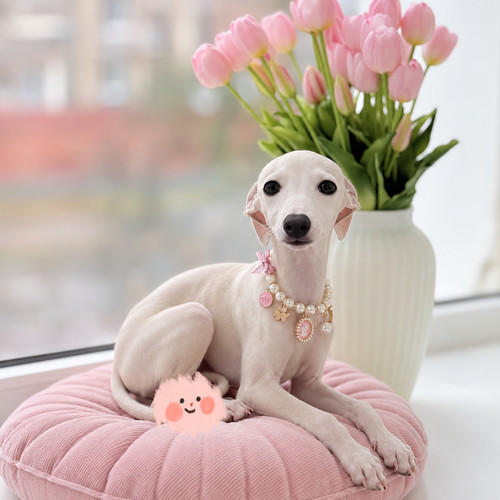 纯白色惠比特犬纯种幼犬妹妹宠物犬网红家养细犬灵缇意大利小灵缇