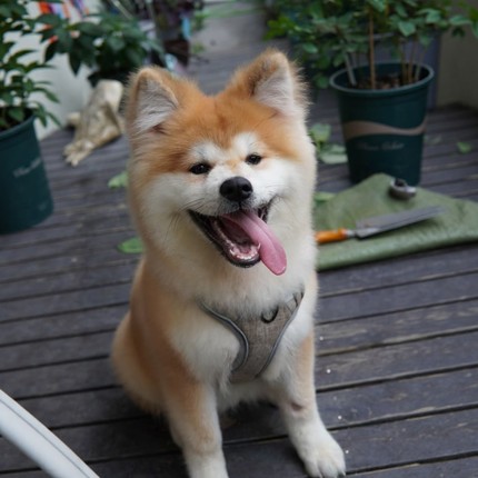 秋田犬纯种幼犬狗狗宠物犬日系三个月长毛秋田网红