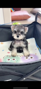 纯种雪纳瑞幼犬迷你型活体小体犬椒盐色黑银色宠物狗