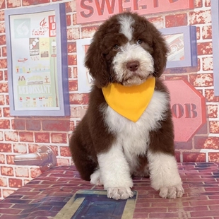 巨贵幼犬纯种狗狗活体宠物狗大型犬奶嘴燕尾服疫苗齐全